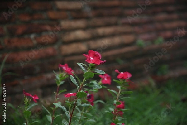 Obraz red flowers in temple