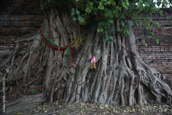 Obraz holly roots of tree