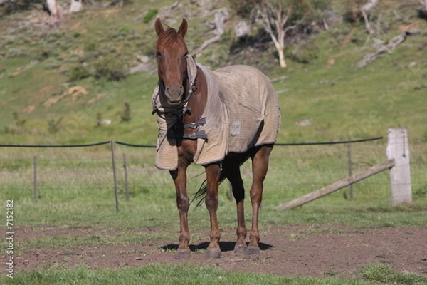 Obraz Australian Horses