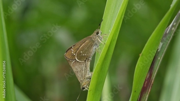 Fototapeta Small branded swift