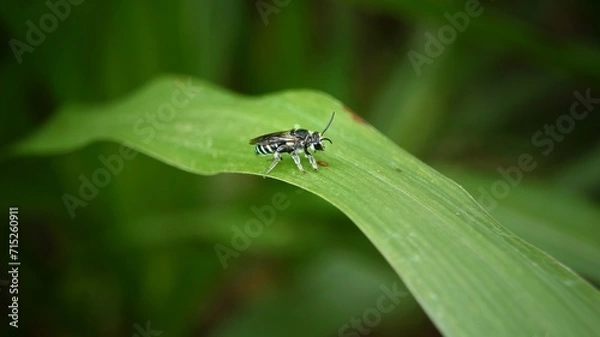 Fototapeta Apis andreniformis