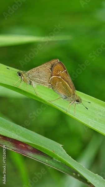 Fototapeta Small branded swift