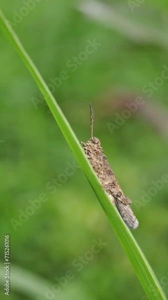 Fototapeta grasshopper on the grass