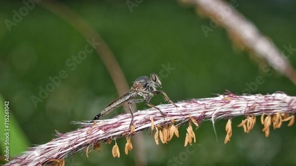 Fototapeta Robber fly