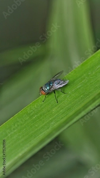 Fototapeta Chrysomya megacephala