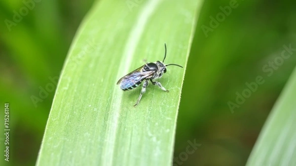 Fototapeta Apis andreniformis