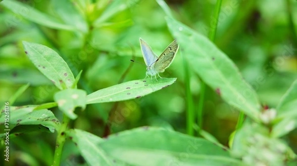 Fototapeta Dark grass blue