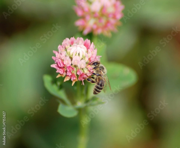 Obraz Bee on clover