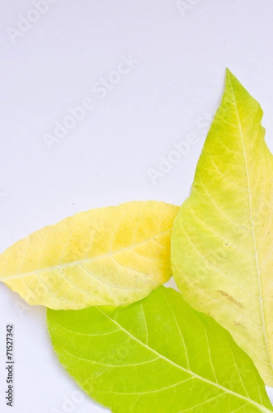 Obraz leaves texture