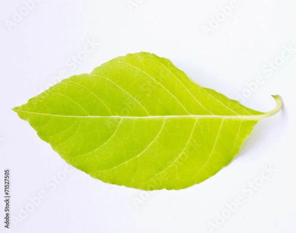 Obraz leaves texture