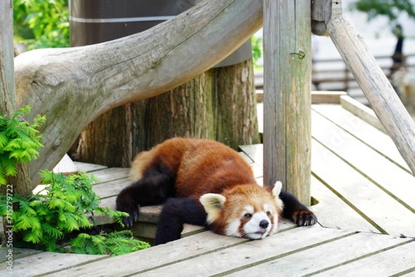 Obraz だらけているレッサーパンダ