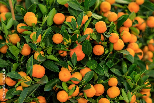 Fototapeta Mandarin oranges grow on tree for a happy chinese new year's decoration
