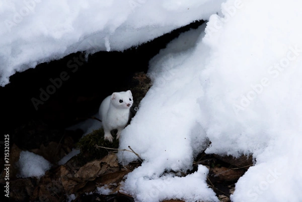 Fototapeta Leastweasel in the snow
