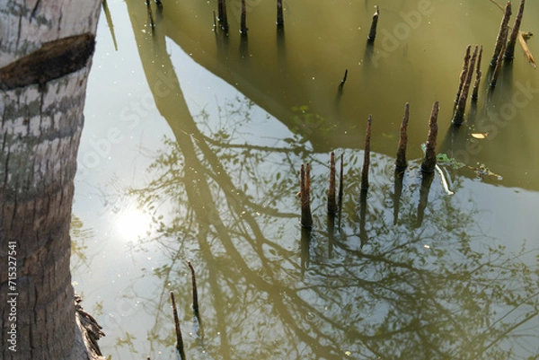 Fototapeta Reflection of tree roots in the forest