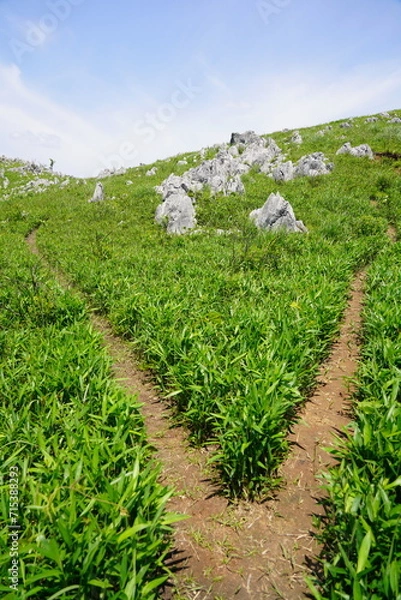 Obraz 山口県秋吉台　Akiyoshidai