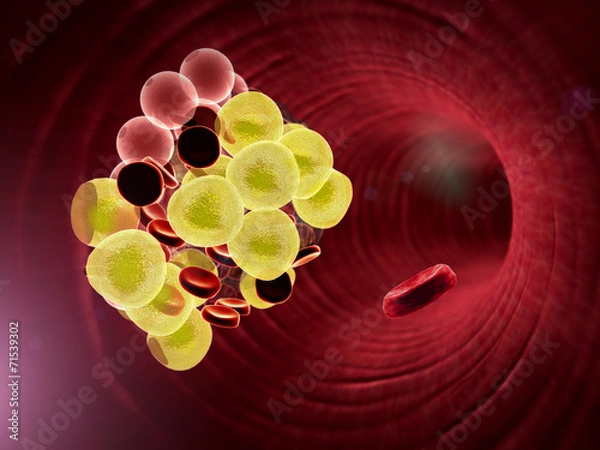 Fototapeta fat cell, erythrocyte