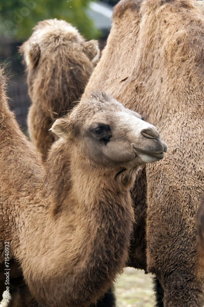 Fototapeta Bactrian camel