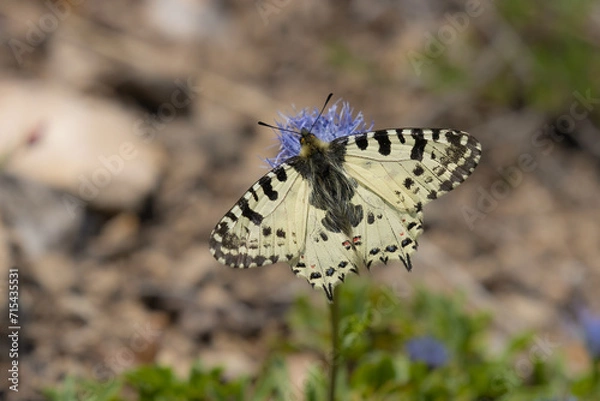 Obraz butterfly on a flower