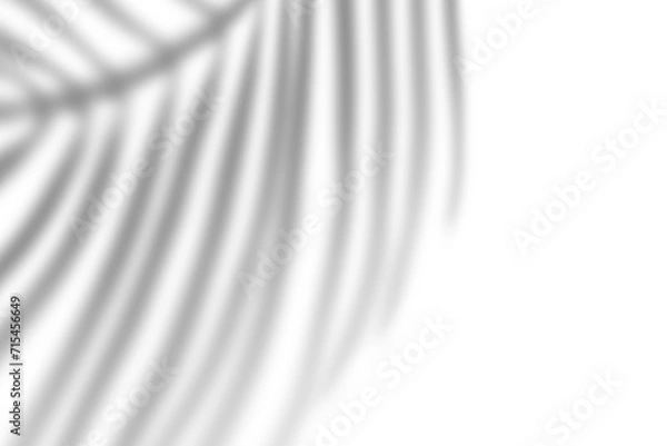 Obraz Abstract Blurred palm Leaf Shadow on transparent background, creating gentle pattern