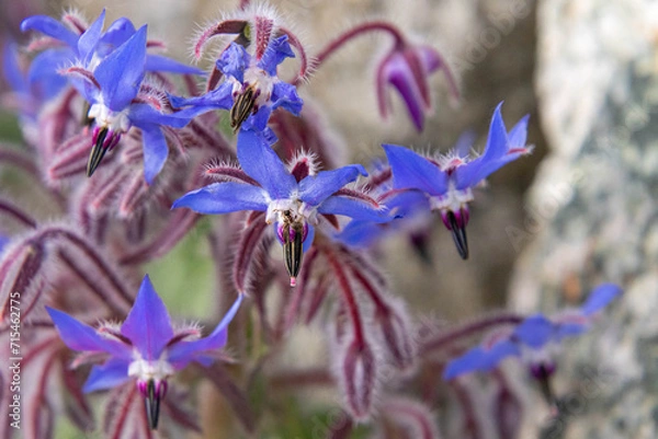 Fototapeta borage - borago officinalis blooming in spring