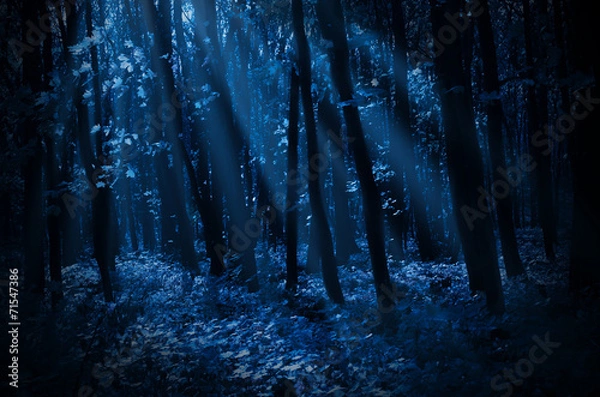 Obraz Forest on moonlit night