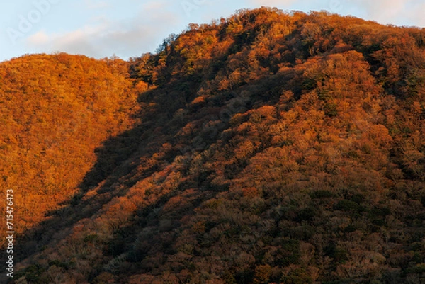 Obraz 夕陽に染まる木々
