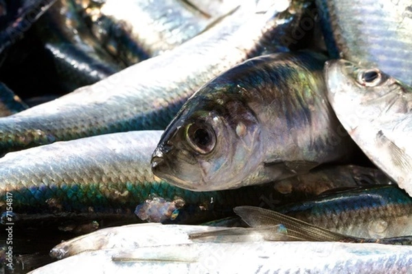 Obraz Śledź, Warnemünde