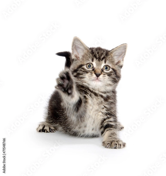 Fototapeta Cute tabby kitten
