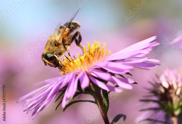Fototapeta Bee on a purple aster