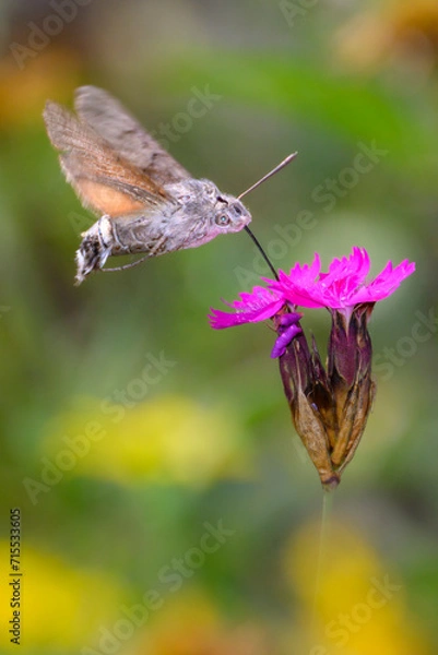 Obraz Hummingbird hawk-moth - Macroglossum stellatarum -  with Carthusian pink - Dianthus carthusianorum