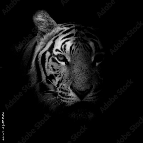 Obraz Tiger