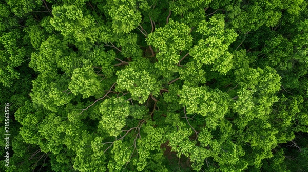 Fototapeta An overhead view of a mulberry tree with a dense canopy, its branches extending in all directions. The lush greenery and intricate network of branches create a visually mesmerizing