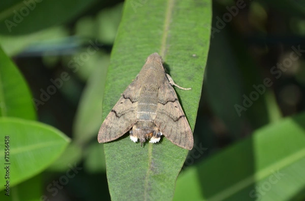 Obraz Grey hawk moth on oleander leaf