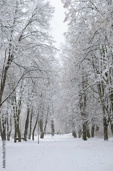 Obraz snow covered trees