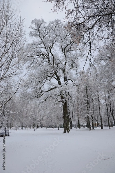 Obraz snow covered trees