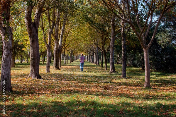 Obraz verde in città