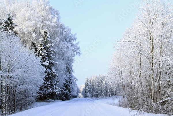 Fototapeta - a white winter day in the Latvian countryside