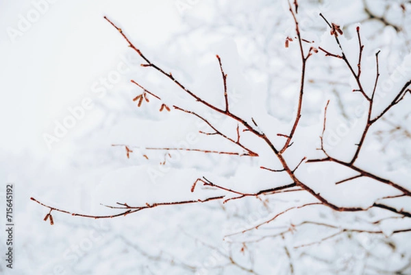 Fototapeta Snow covered trees, winter landscape