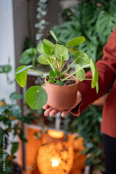 Obraz Person holds terracotta pot with Pilea peperomioides in palm of her hand closeup, female showing Chinese money plant, home interior with many houseplant on background. Hobby, plant lovers concept. 