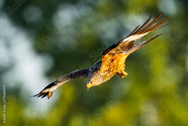 Fototapeta Redkite soaring through the forest