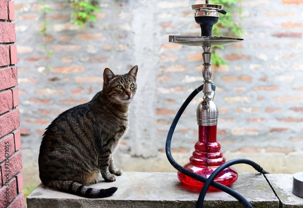 Fototapeta Red hookah standing on a table and cat. Nargila