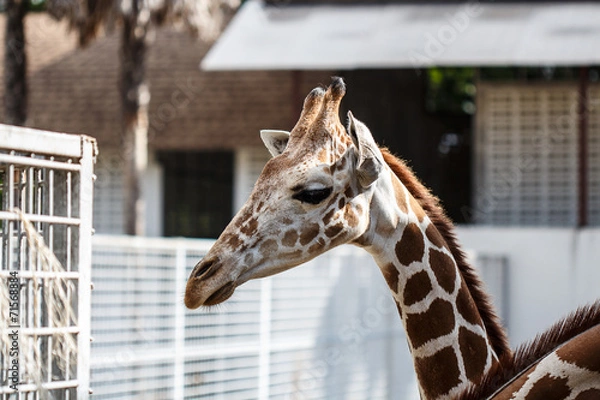 Obraz Giraffe