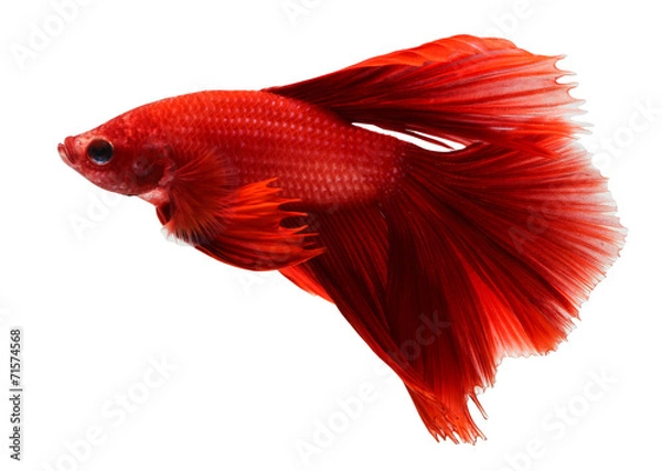 Fototapeta siamese fighting fish, betta isolated on white background.