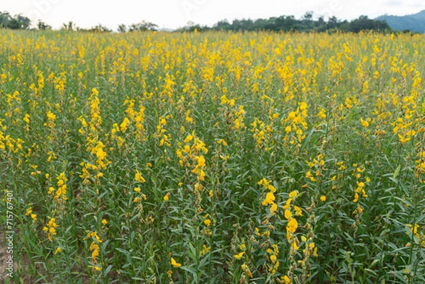 Fototapeta Sunn hemp flower fields