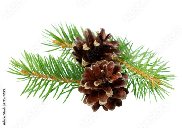 Fototapeta pine cones with branch isolated on a white background