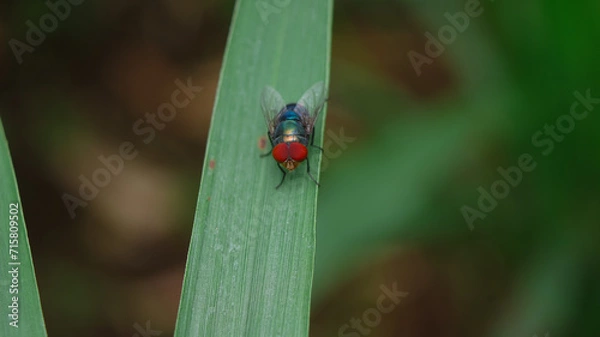 Fototapeta Chrysomya megacephala