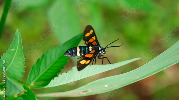 Fototapeta Euchromia