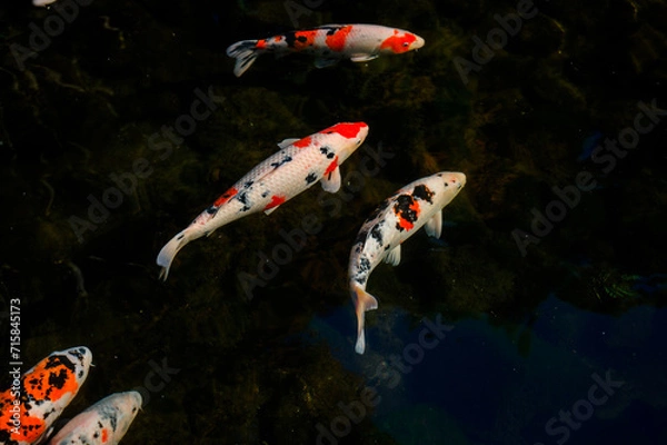 Fototapeta Colorful fancy carps or koi fishes swimming in a pond.Beautiful color japanese koi fish.Koi carp fish swarm many colorful fishes in water.
