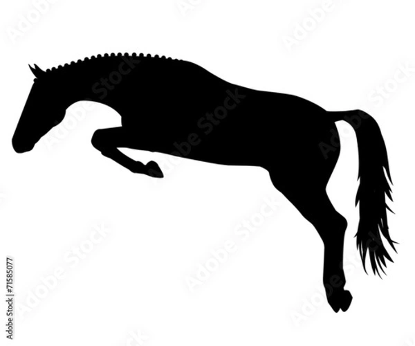 Fototapeta Springpferd