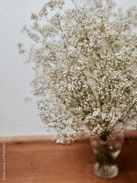 Fototapeta Gipsówka